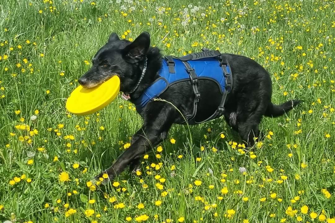 Maylo